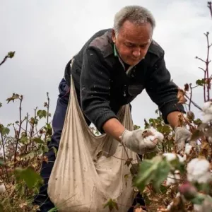 Гладната степ - глинесто-солена пустиня в централна азия: описание, развитие и икономическо значение