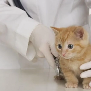 Защо котенцата често кихат: причини, лечение