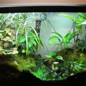 Paludarium растения: видове, условия, снимки. Създаване и декориране на палудариума